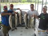 (08/11/2014) - Nice Striped Bass